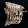 Woolly Mammoth Molar From North Sea #4419-5